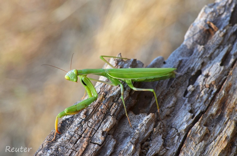 Europäische Gottesanbeterin (Mantis religiosa)